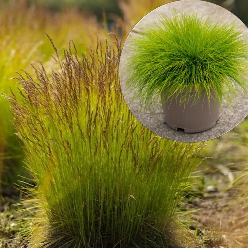 Deschampsia flexuosa 'Tatra Gold' - Võnk-kastevars 'Tatra Gold' P9/0,55L 